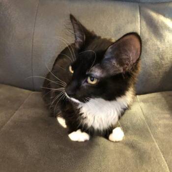Herbie -  Domestic Long Hair Cat for Adoption in Seven Valleys, Pennsylvania - Herbie | PetCurious