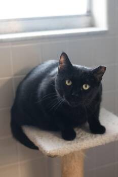 Rescue Bombay Cats for Adoption in Orlando, Florida - Ry Ry | PetCurious