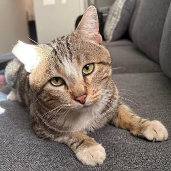 Domestic Short Hair Cats Available for Adoption in Long Beach, California - Winston | PetCurious