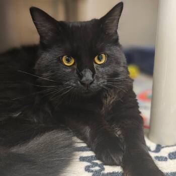 Domestic Long Hair Cats Available for Adoption - Stitch | PetCurious