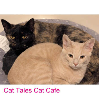 Rescue Domestic Short Hair Cats for Adoption in Chapel Hill, North Carolina - Mama Bear | PetCurious