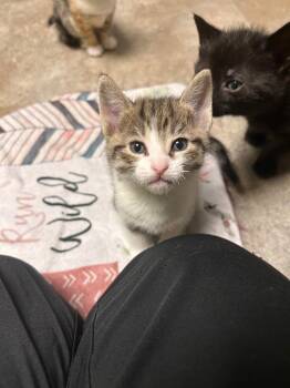 Domestic Short Hair Cats Available for Adoption in Minot, North Dakota - Cloud | PetCurious