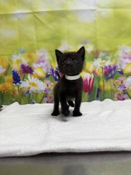 Domestic Short Hair Cats Available for Adoption in San Antonio, Texas - Miso | PetCurious