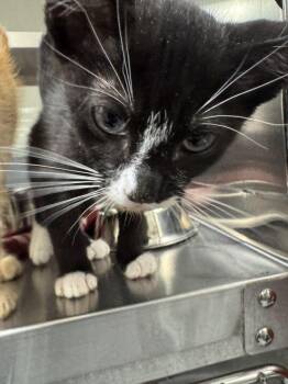 Cruller -  Domestic Short Hair Cat for Adoption in Hilton Head Island, South Carolina - Cruller | PetCurious