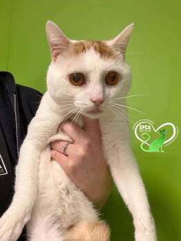 Mister -  Domestic Short Hair Cat for Adoption in Delson, Quebec - Mister | PetCurious