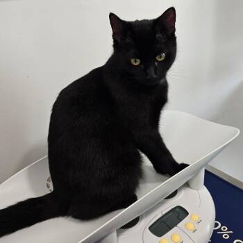 Domestic Short Hair Cats Available for Adoption in Clifton, New Jersey - Gigi | PetCurious