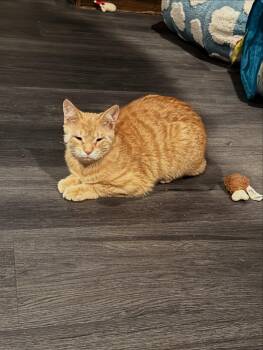 Domestic Short Hair Cats Available for Adoption - Pistachio  | PetCurious