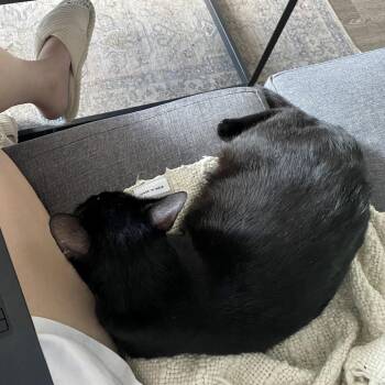 Constellation -  Domestic Short Hair Cat Available for Adoption in Austin, Texas - Constellation | PetCurious