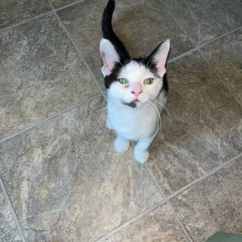 Rescue Domestic Short Hair Cats for Adoption in Midland, Michigan - Leo - Courtesy Post | PetCurious