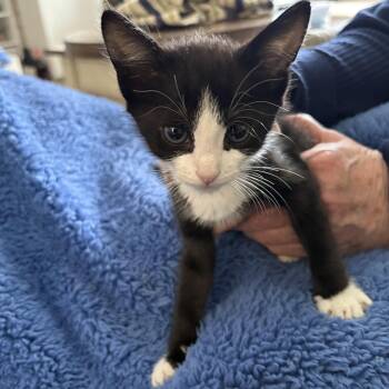Domestic Short Hair and Tuxedo Cats Available for Adoption in Mastic, New York - Spade | PetCurious