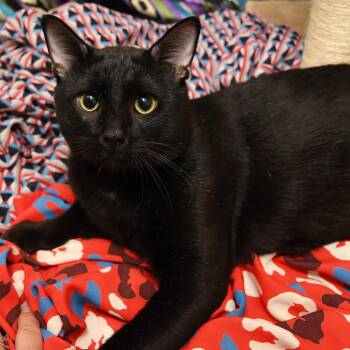 Figaro -  Domestic Short Hair Cat for Adoption in Natick, Massachusetts - Figaro | PetCurious