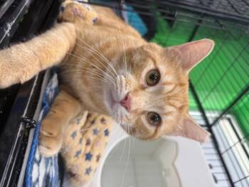Rescue Domestic Short Hair Cats for Adoption in Cleveland, Ohio - Kobe | PetCurious