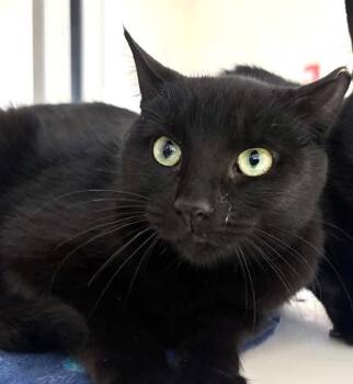 Domestic Short Hair Cats Available for Adoption - SKY DANCER | PetCurious