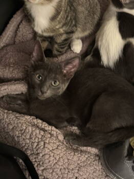 Rescue Domestic Short Hair Cats for Adoption in Walled Lake, Michigan - Iggy | PetCurious