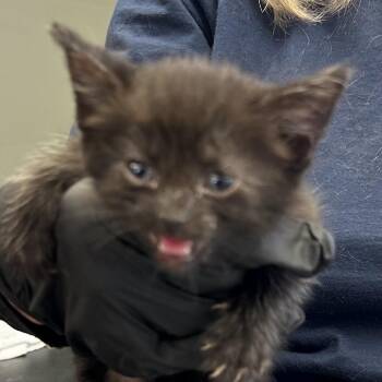 Winnie -  Domestic Short Hair Cat for Adoption in Bentonville, Arkansas - Winnie | PetCurious