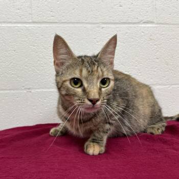 SVAS-Stray-39218 -  Domestic Short Hair Cat for Adoption in Lyndhurst, Virginia - SVAS-Stray-39218 | PetCurious