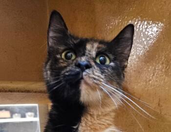 Rescue Dilute Tortoiseshell Cats for Adoption in Biloxi, Mississippi - Windy | PetCurious