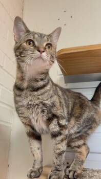 Domestic Short Hair Cats Available for Adoption - Junie | PetCurious