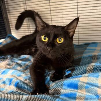 Domestic Short Hair Cats Available for Adoption in Hampton Bays, New York - Belmont | PetCurious