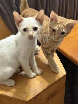 Snowman and Tiger, dynamic duel -  Siamese and American Shorthair Cat for Adoption in Mission Viejo, California - Snowman And Tiger, Dynamic Duel | PetCurious