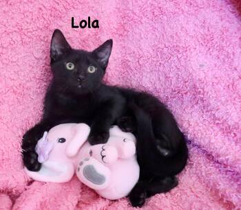 Lola -  Bombay Cat for Adoption in St. Augustine, Florida - Lola | PetCurious