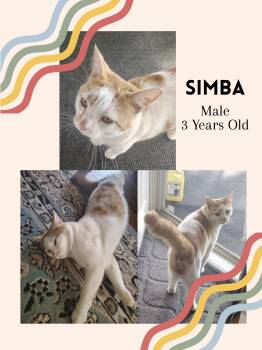 Domestic Short Hair Cats Available for Adoption in Fort Payne, Alabama - Simba | PetCurious