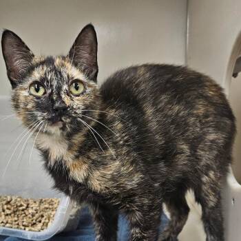 Mariah -  Domestic Short Hair Cat for Adoption in Ridgely, Maryland - Mariah | PetCurious