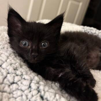 Tabbouleh -  Domestic Medium Hair Cat for Adoption in Westminster, California - Tabbouleh | PetCurious