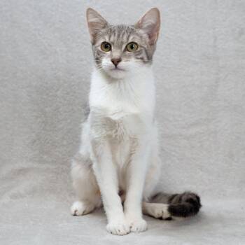 Willow -  Domestic Short Hair Cat for Adoption in Sunnyvale, California - Willow | PetCurious