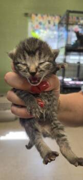Verna -  Domestic Short Hair Cat for Adoption in Burnsville, North Carolina - Verna | PetCurious