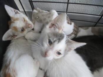 A385266 -  Domestic Short Hair Cat for Adoption in Ocala, Florida - A385266 | PetCurious