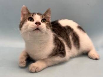 Cucumber -  Domestic Short Hair Cat for Adoption in Golden Valley, Minnesota - Cucumber | PetCurious