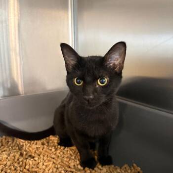 Raven -  Domestic Short Hair Cat for Adoption in Manhattan, Kansas - Raven | PetCurious