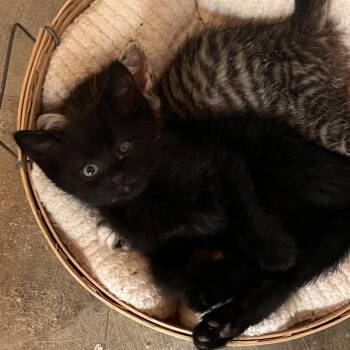 Soy Sauce -  Domestic Short Hair Cat for Adoption in Valdosta, Georgia - Soy Sauce | PetCurious