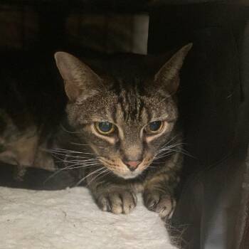 Domestic Short Hair Cats Available for Adoption in Roanoke, Virginia - Mandarin | PetCurious