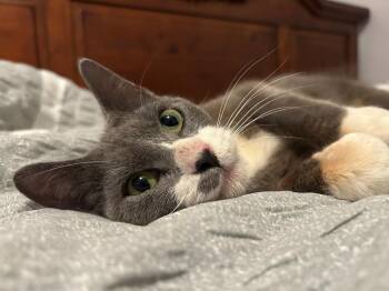 Rescue Domestic Short Hair Cats for Adoption in Mokena, Illinois - Lima Bean | PetCurious