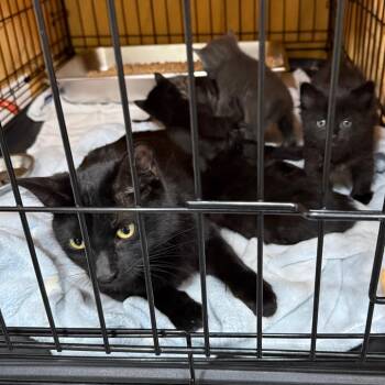 Cynthia -  Domestic Short Hair Cat for Adoption in Bismarck, North Dakota - Cynthia | PetCurious