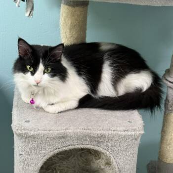 Domestic Long Hair Cats Available for Adoption in Jamestown, North Dakota - Amery | PetCurious