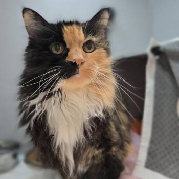 Bambina -  Domestic Long Hair Cat for Adoption in Pittsburgh, Pennsylvania - Bambina | PetCurious