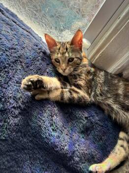 Domestic Short Hair Cats Available for Adoption - Chica | PetCurious