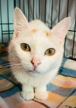 Auralia -  Domestic Short Hair Cat for Adoption in Duxbury, Massachusetts - Auralia | PetCurious