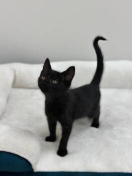 Toulouse -  Domestic Medium Hair Cat for Adoption in Newberg, Oregon - Toulouse | PetCurious