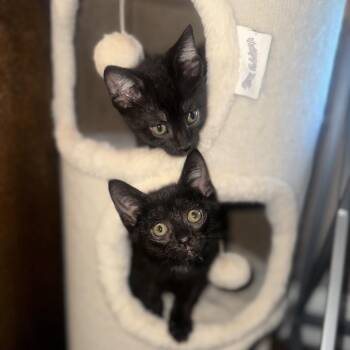 Pineapple -  Domestic Short Hair Cat for Adoption in Potomac, Maryland - Pineapple | PetCurious