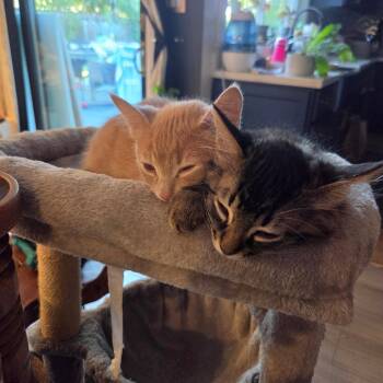 CC -  Tabby and Domestic Medium Hair Cat for Adoption in Walnut Creek, California - CC | PetCurious