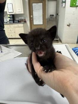 Buckwheat- Yellow -  Domestic Short Hair Cat for Adoption in Largo, Florida - Buckwheat- Yellow | PetCurious