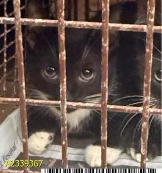 NORTH -  Domestic Short Hair Cat for Adoption in West Palm Beach, Florida - NORTH | PetCurious