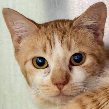 Domestic Short Hair Cats Available for Adoption in Kennebunk, Maine - Aurora | PetCurious