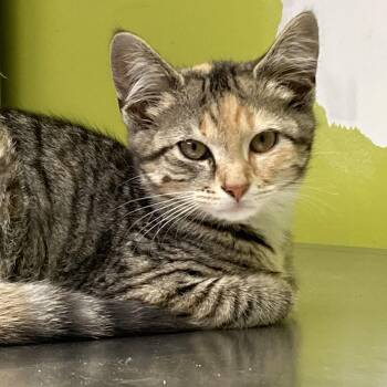 Olive -  Torbie Cat for Adoption in Waynesburg, Pennsylvania - Olive | PetCurious
