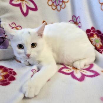 Rescue Domestic Short Hair Cats for Adoption in Mt. Juliet, Tennessee - Chalky | PetCurious