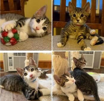 Domestic Short Hair Cats Available for Adoption in Dunkirk, New York - Rascal And Archer | PetCurious